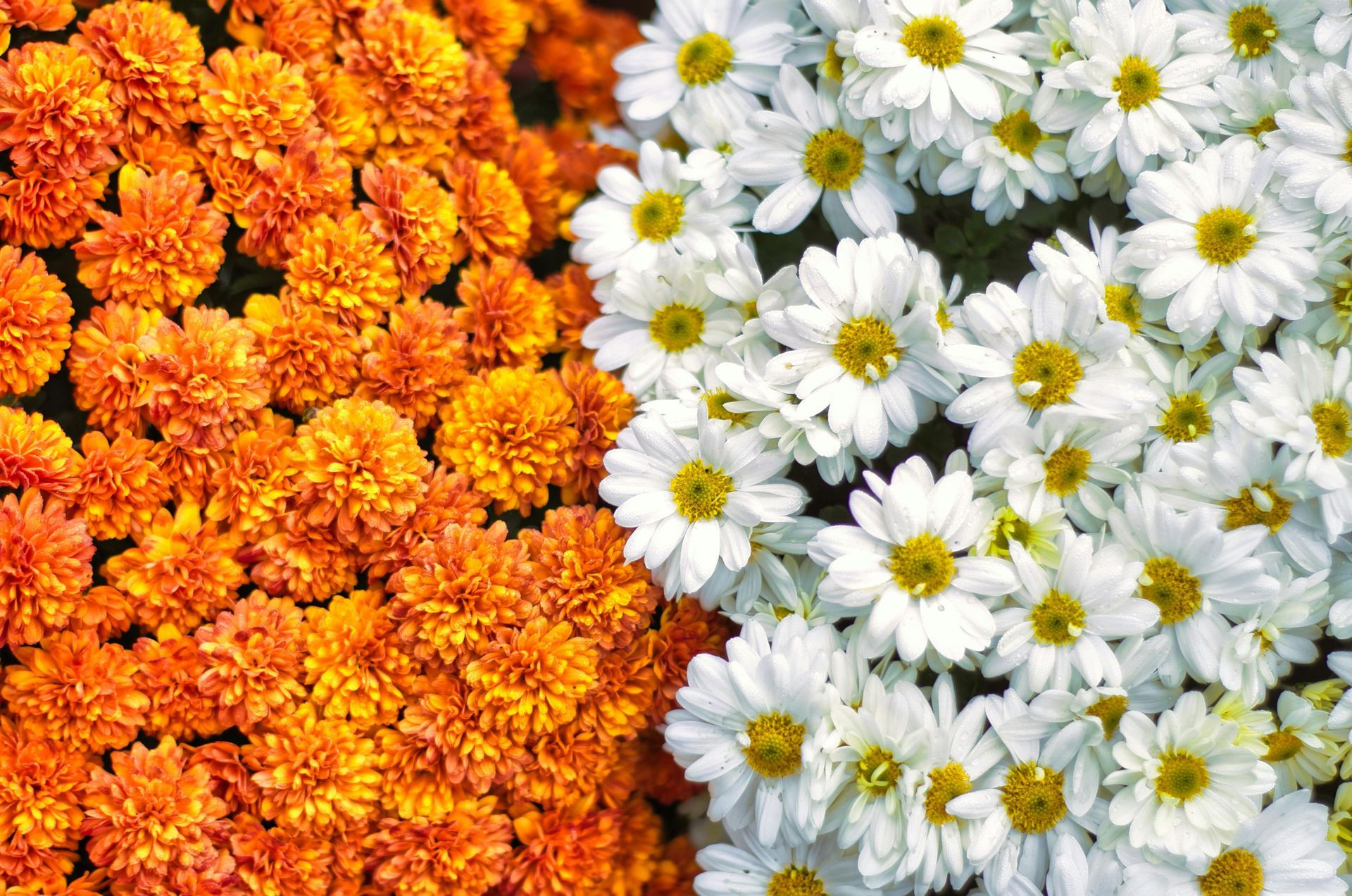 Marigolds battle it out with Chrysanthemums for best Fall Flowers