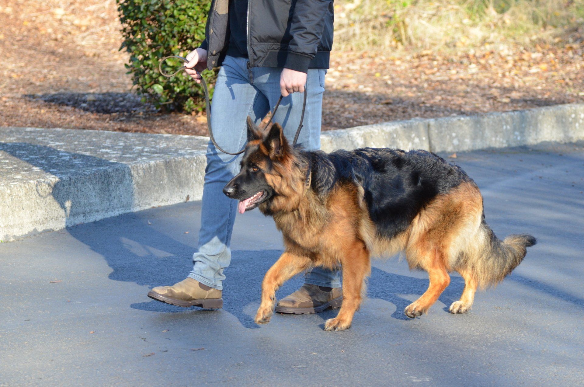 CLIENT HEELING LABRADOR - Dog Training in Portland, OR