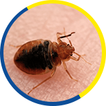 Bed Bugs Removal Services
