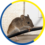 Mice & Rats Removal Services