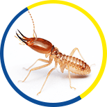 Termites and White Ants Removal Services