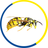 Wasps & Bees Removal Services