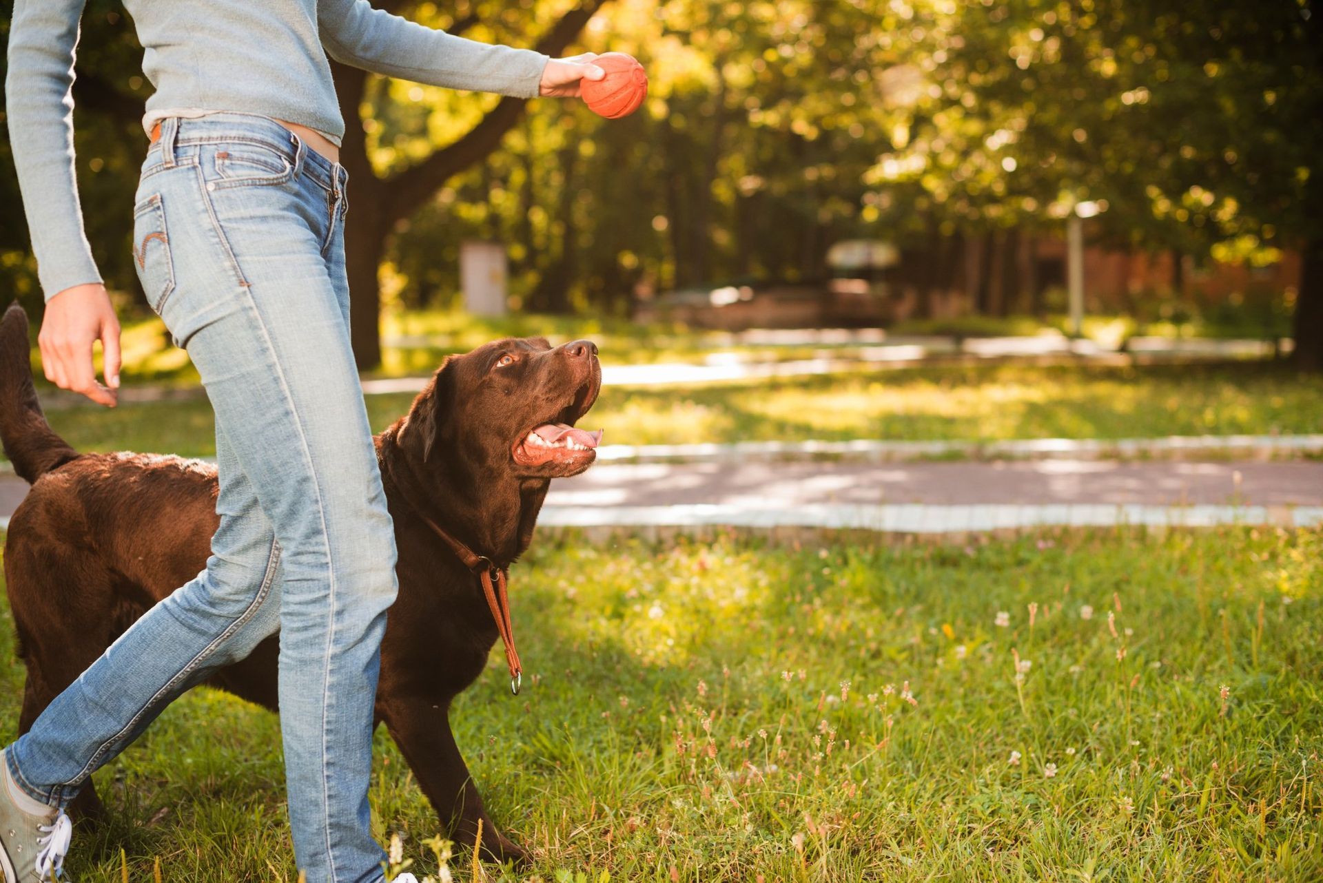 Person in jeans throws a red ball for a brown dog in a grassy park, dog looks up with mouth open.