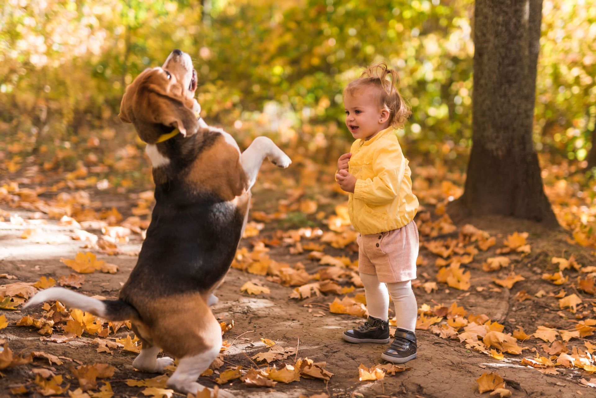 Dog standing on hind legs, looking up at a toddler, who is smiling. Both are outside amongst fallen leaves.