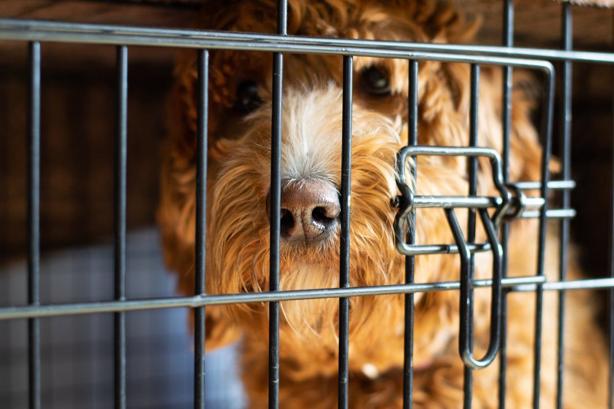 Brown dog with white face peeks through the bars of a metal crate.