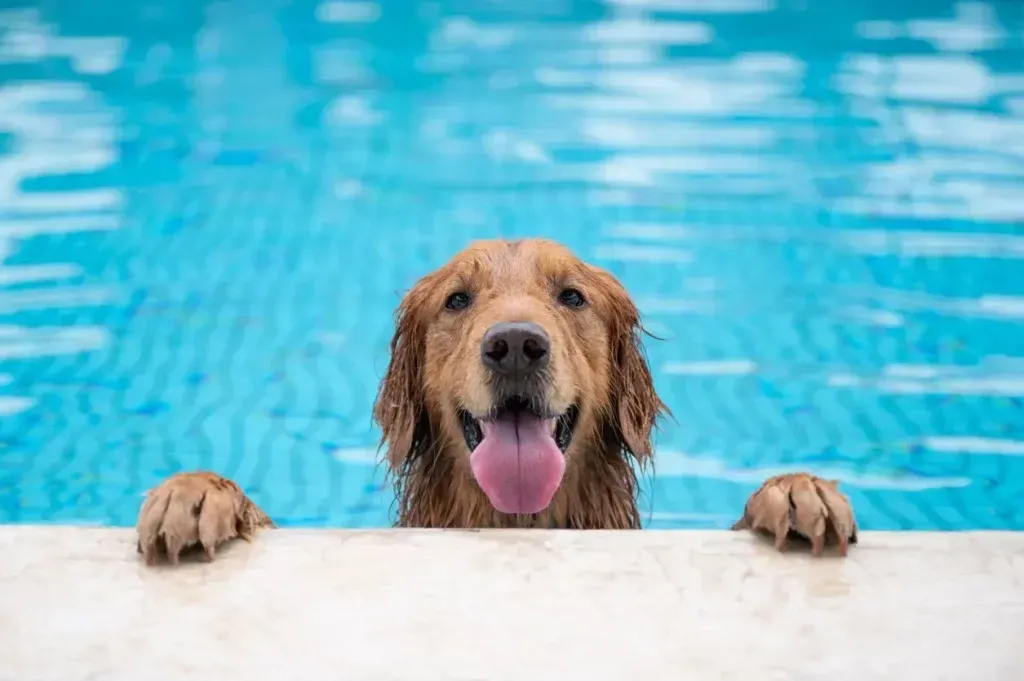 Golden retriever dog in pool, paws on edge, smiling with tongue out, blue water background.