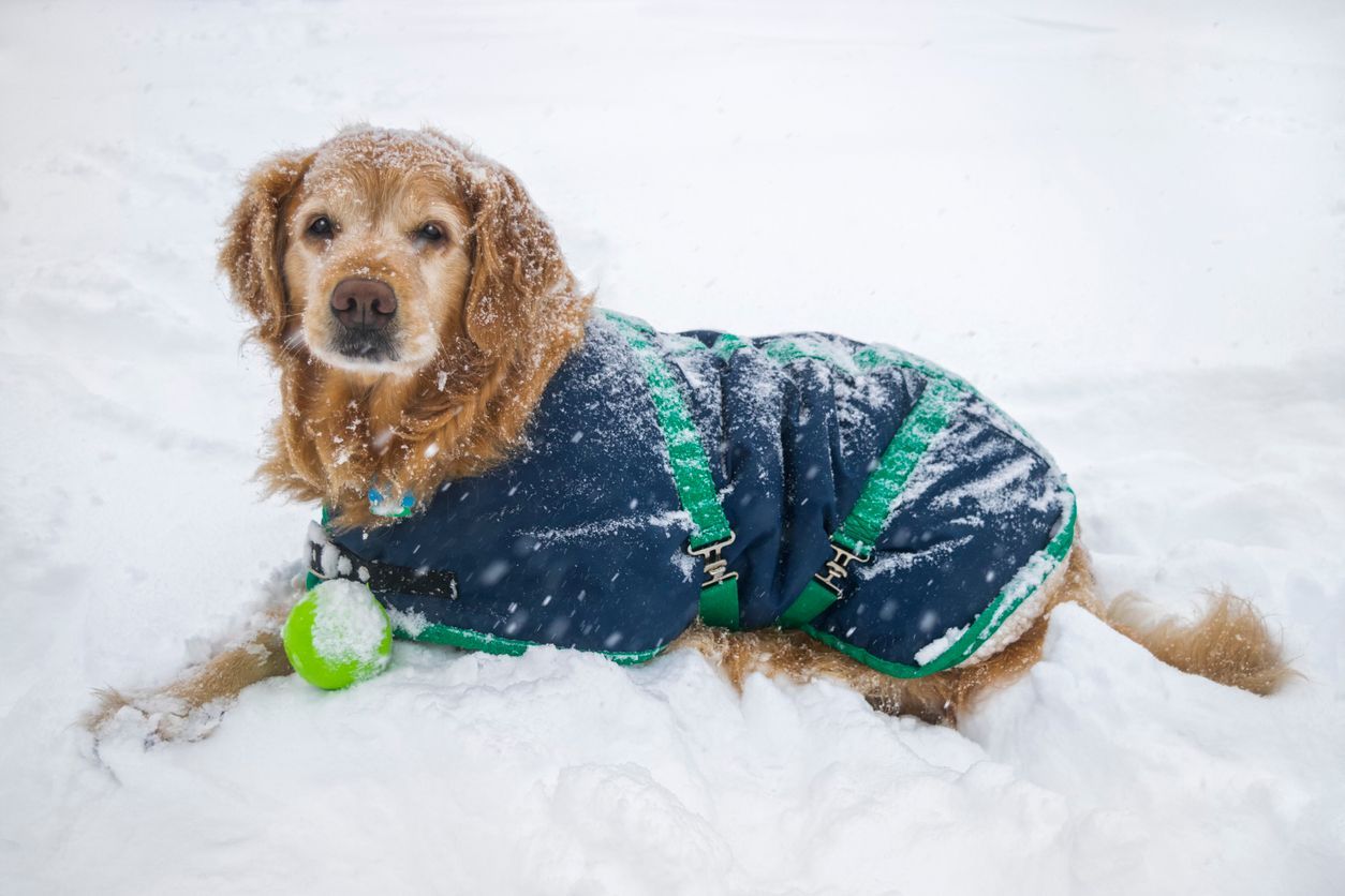 Golden retriever in a navy and green dog coat, laying in snow with a tennis ball.