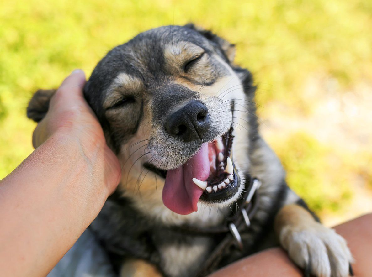 Dog being pet, smiling with closed eyes and tongue out.