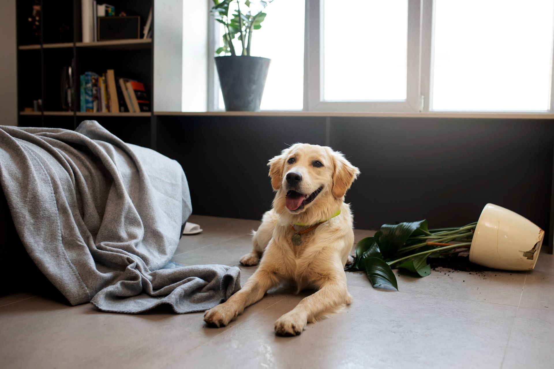Golden retriever lies on floor next to overturned plant; happy expression.