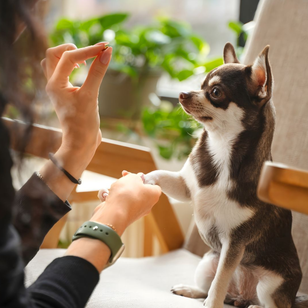 Chihuahua gives paw to person for a treat. Brown and white dog in a chair. Person's arm in front, treats held.