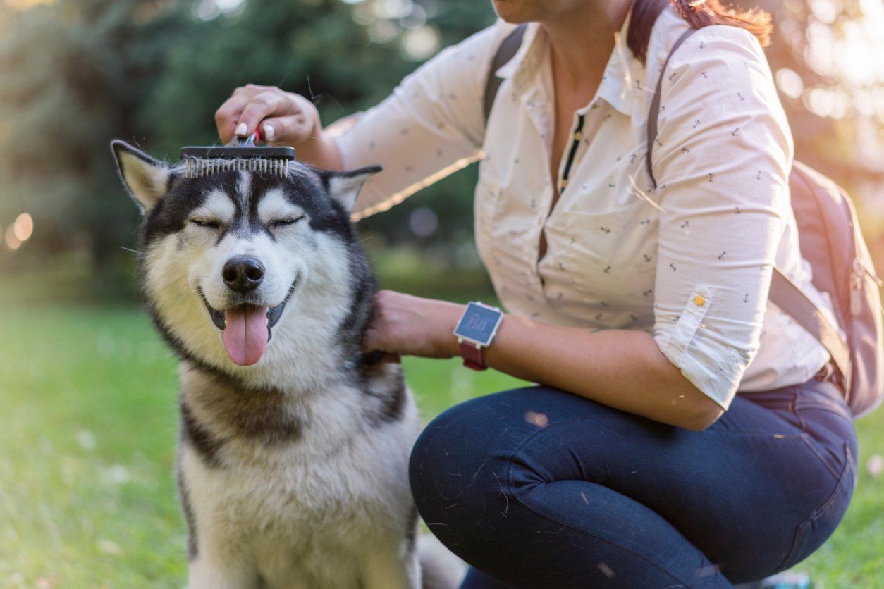 Woman brushing a smiling husky dog outdoors, dog with tongue out.