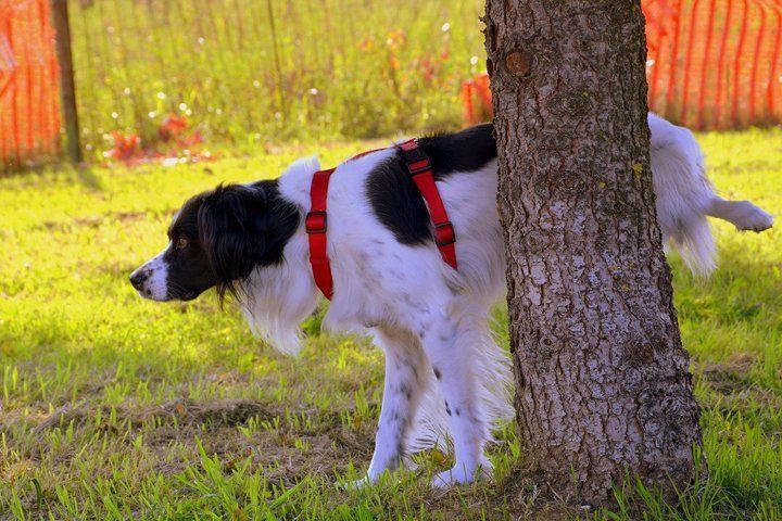 Dog with black and white fur, wearing red harness, urinates on a tree in a grassy area.