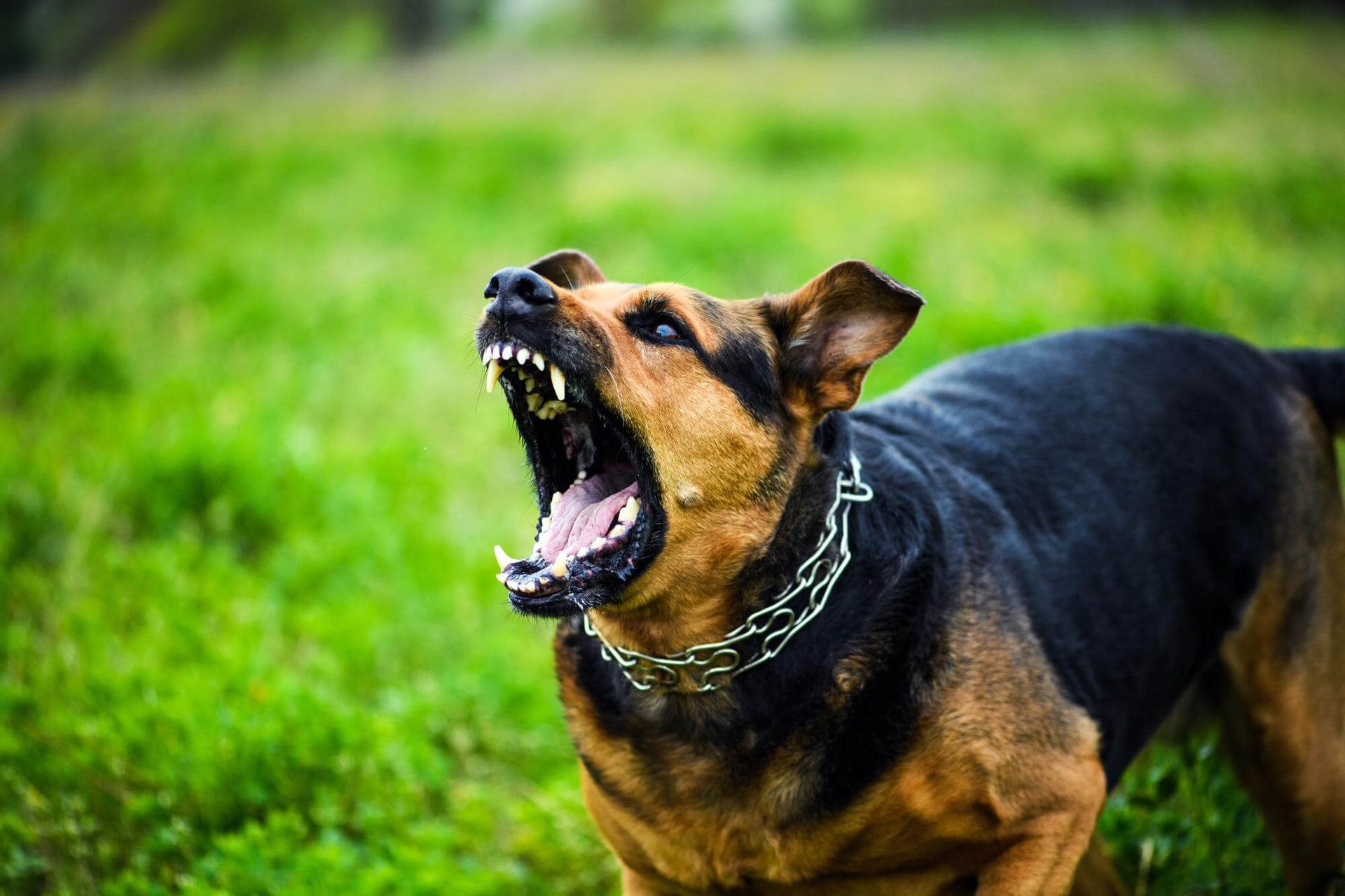 Dog with exposed teeth baring its teeth and growling on a green grassy field.