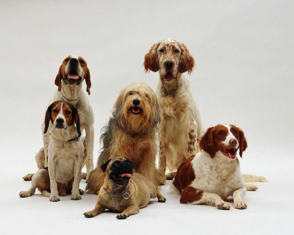 Six dogs of different breeds pose together on a white background.