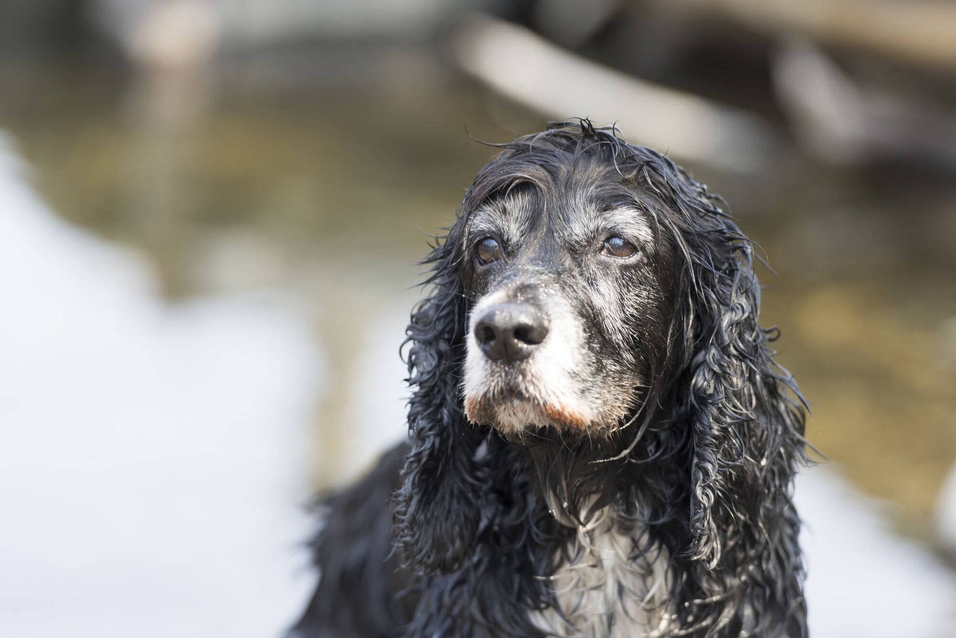 Black and white wet Cocker Spaniel dog with a serene expression, outdoors near water.