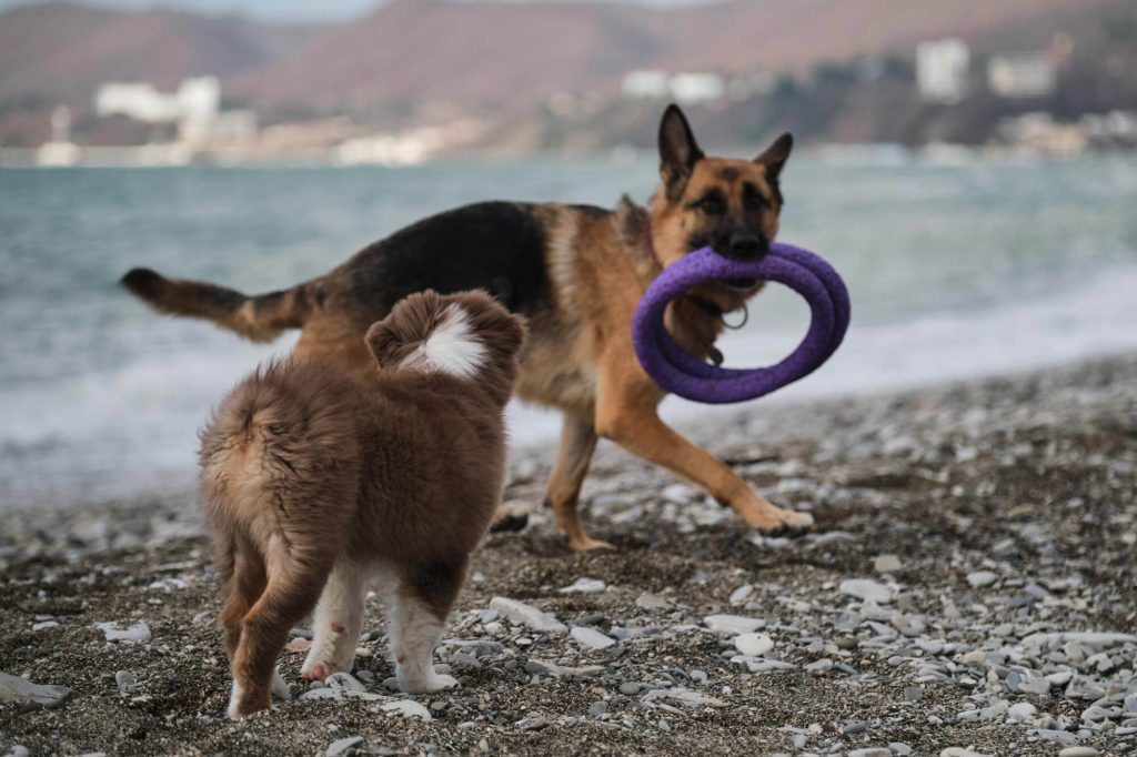 Two dogs playing on a beach: a German Shepherd with a purple toy, and a brown and white dog.