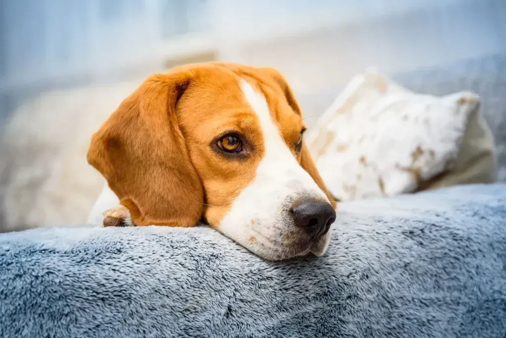 Beagle dog resting head on a blue sofa, looking forlorn with brown and white fur.