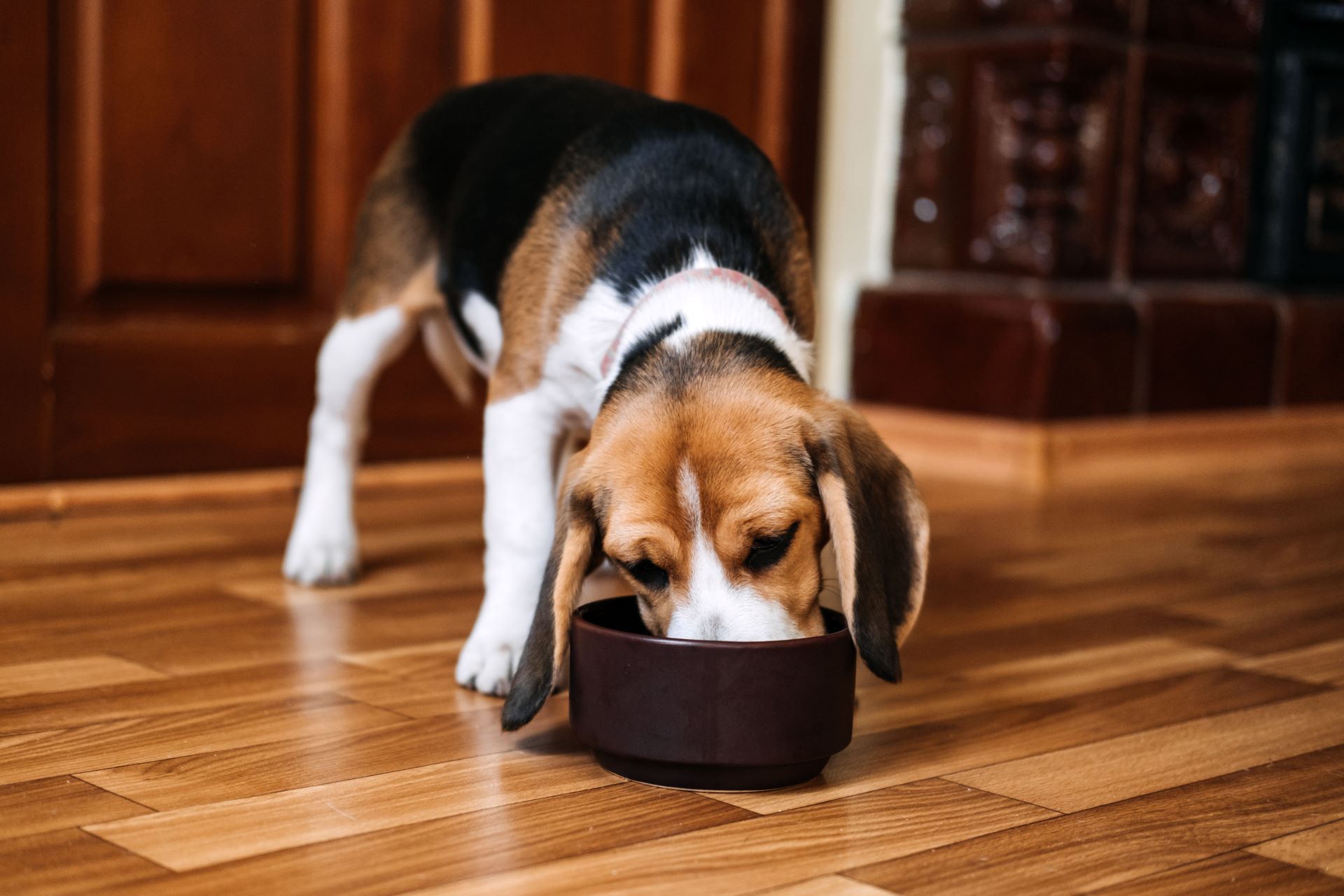Beagle dog eating from a dark brown bowl on a wood floor.