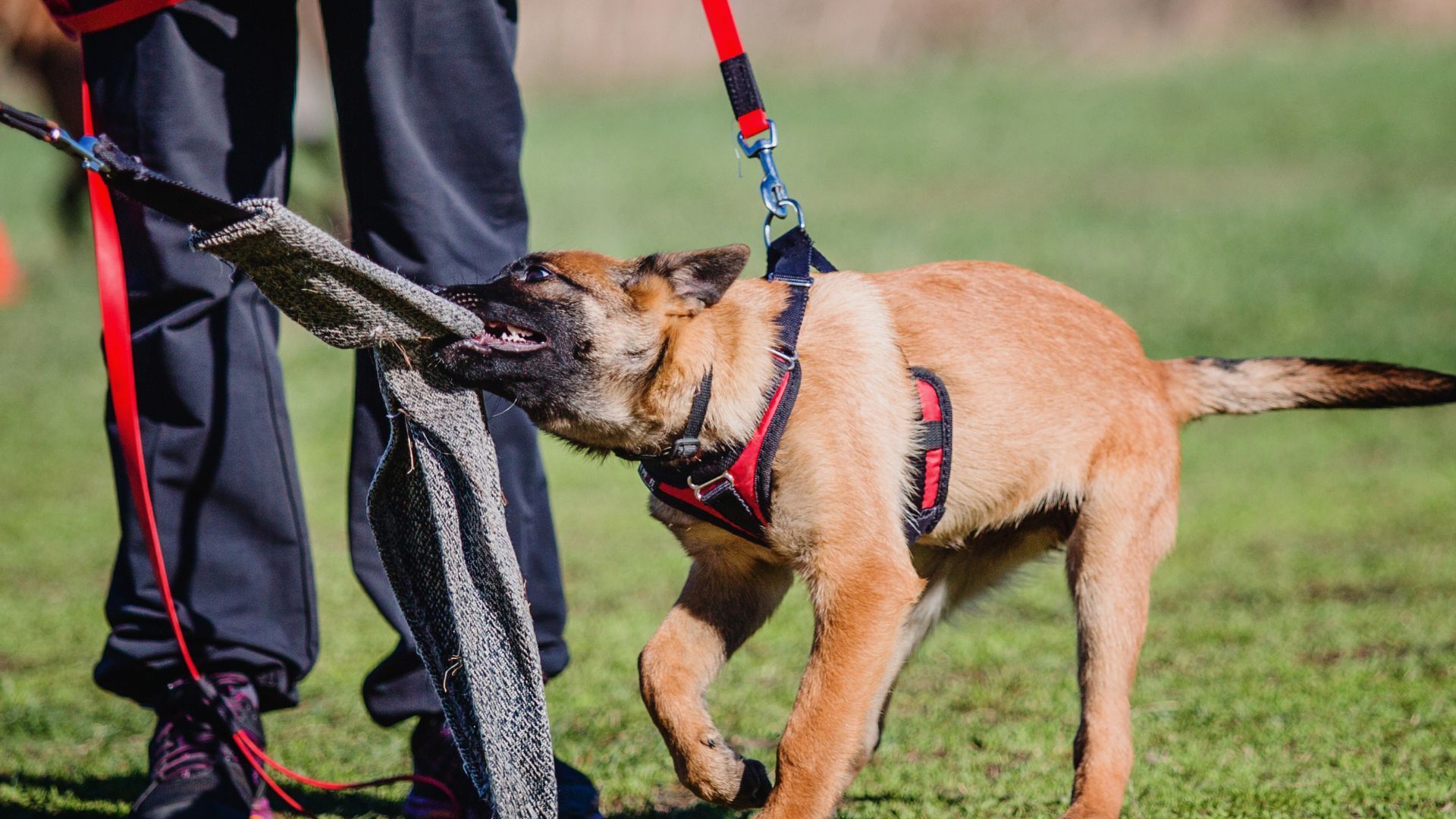 Dog tugging on a bite sleeve held by a person outdoors. Dog is wearing a red harness.