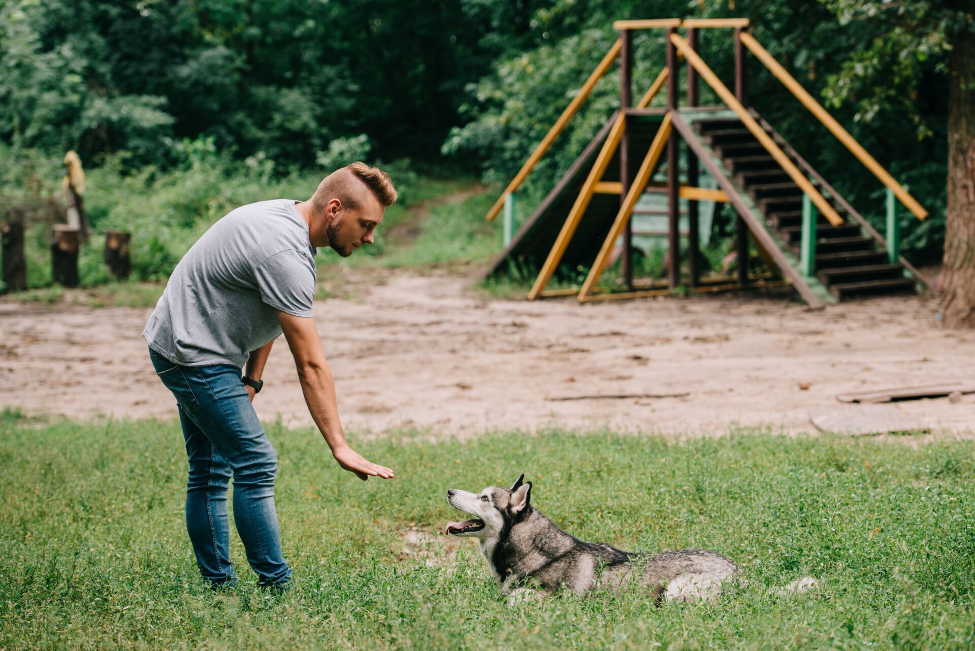 Man training a husky dog outdoors, dog laying down, man gesturing with hand.