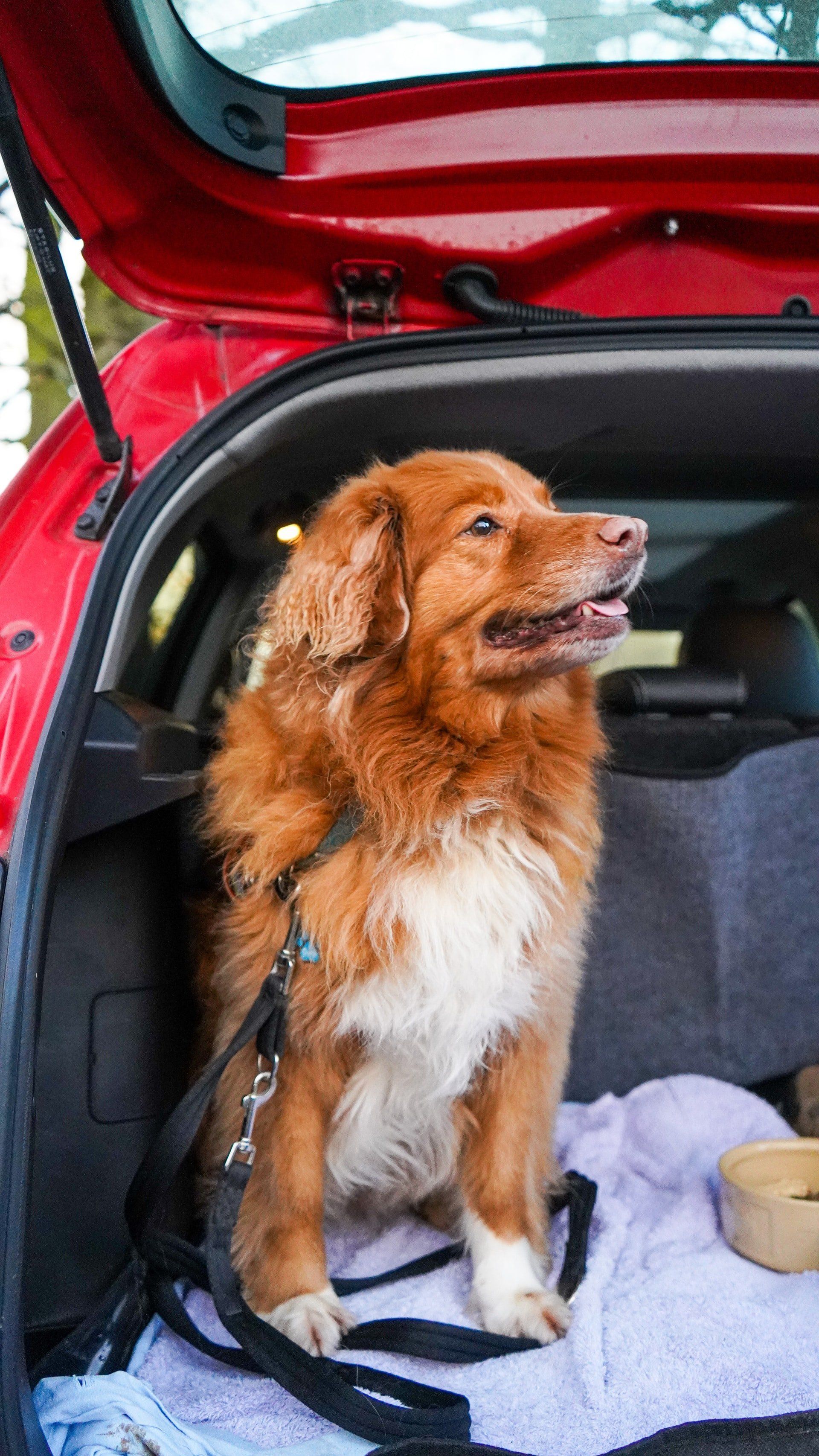 Dog in a red car trunk, sitting with leash attached, looking up with mouth slightly open.