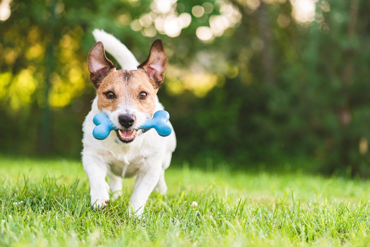 Dog running on green grass with a blue chew toy in its mouth.