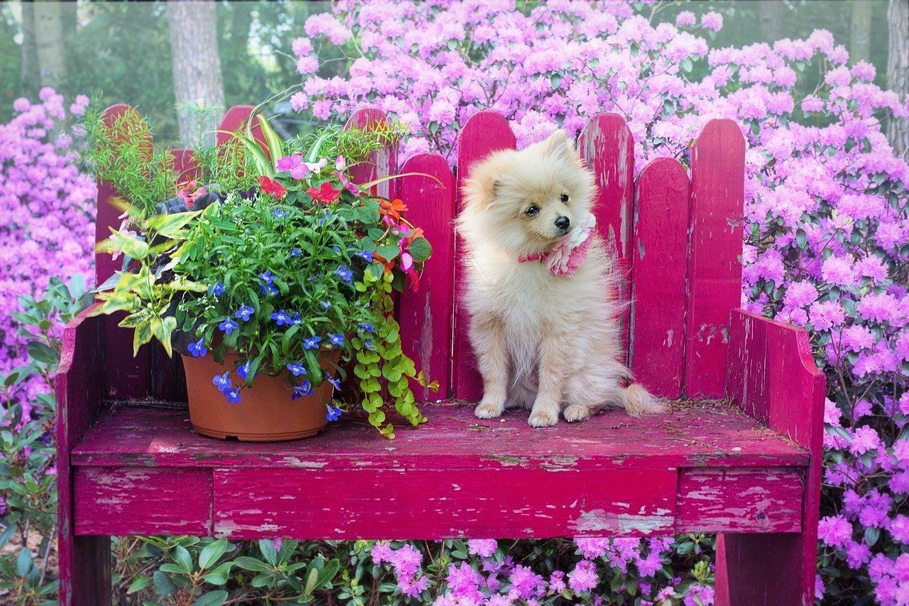 Pomeranian puppy sits on a pink bench next to a potted plant, surrounded by purple flowers.
