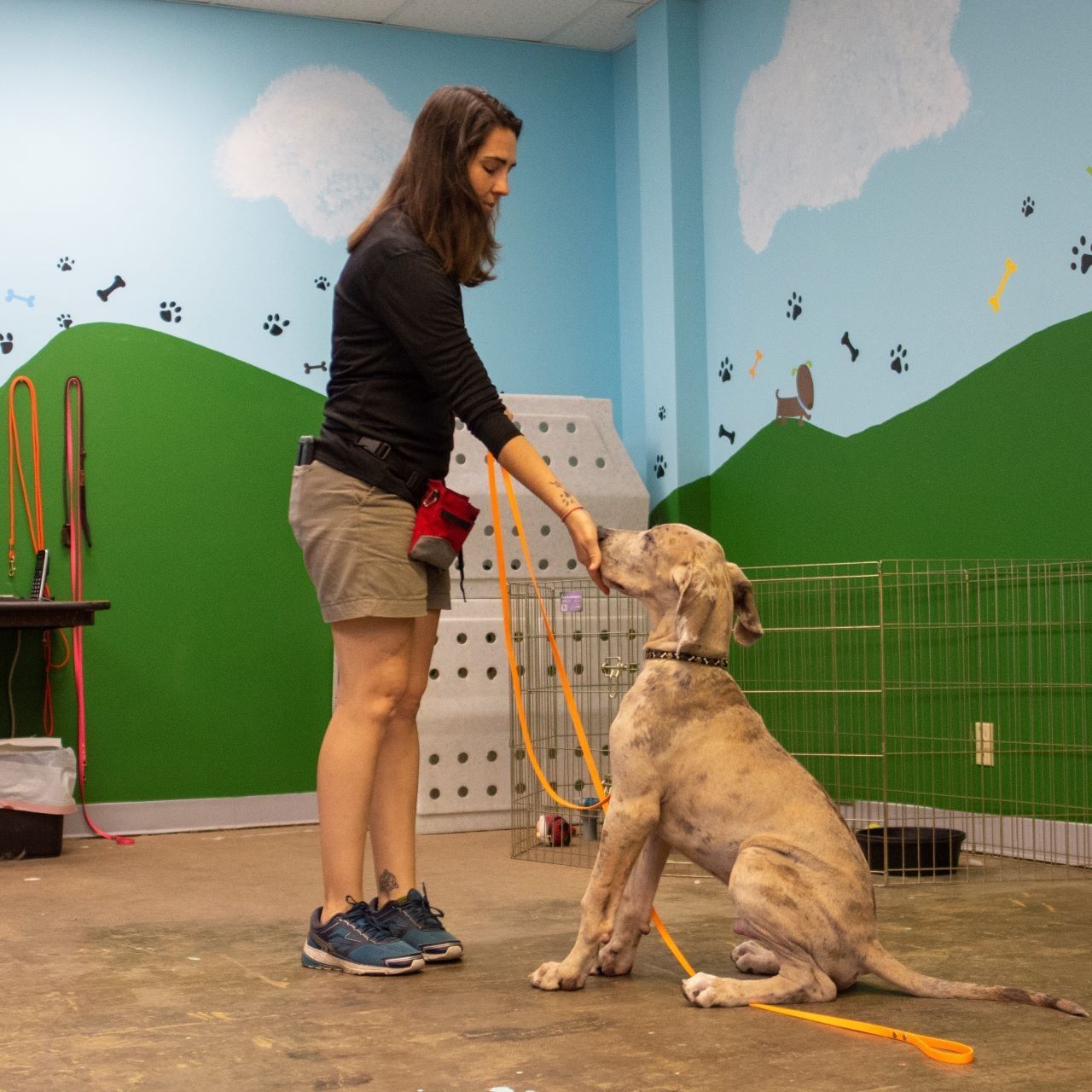 Woman training a dog indoors; the dog sits, and the woman touches its nose. Green wall with paw prints.