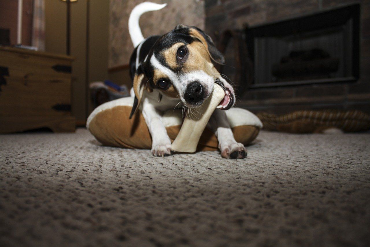 Dog chewing a bone, sitting on a pillow, in front of a fireplace.