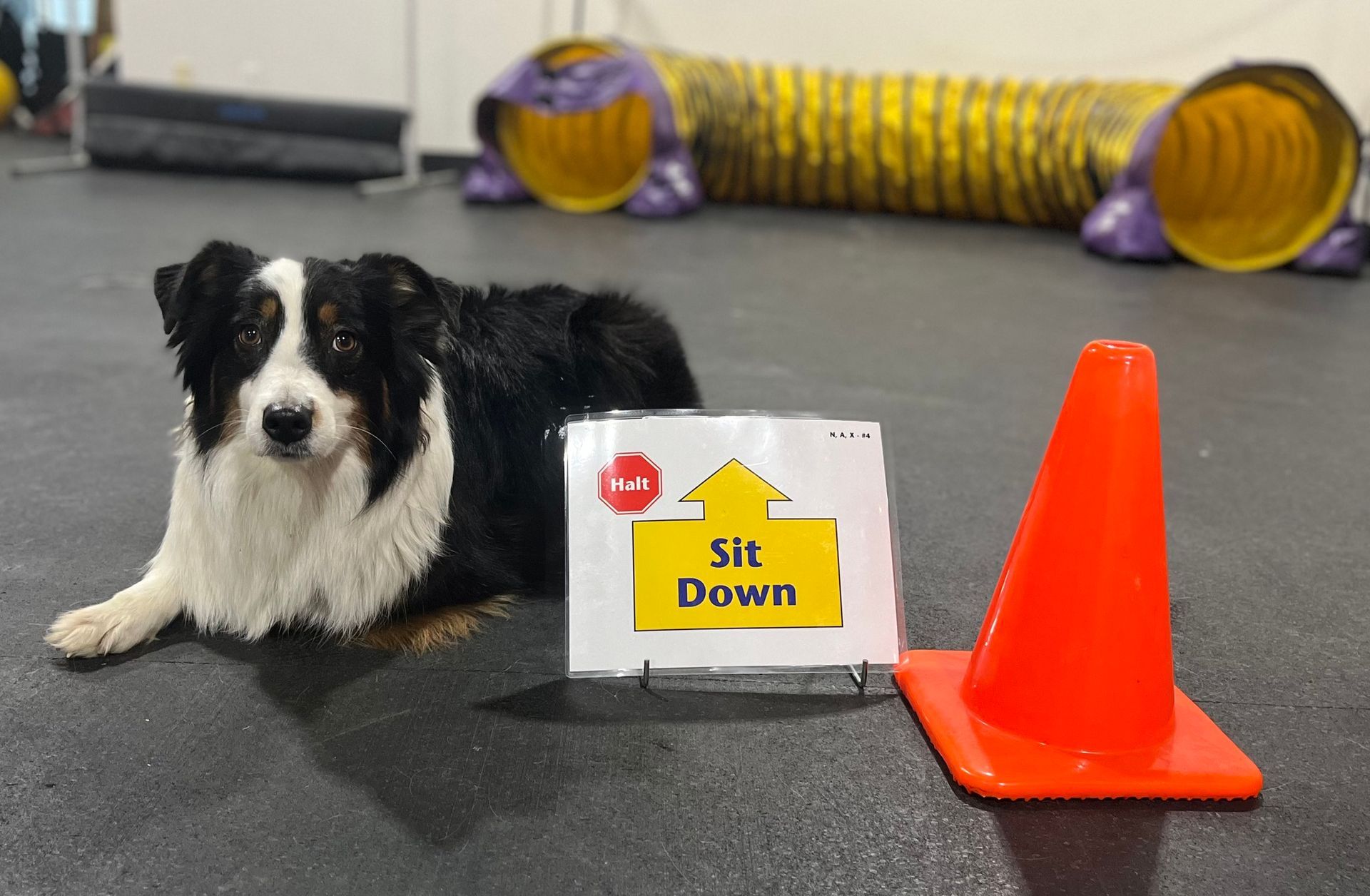 Black and white dog sits next to a