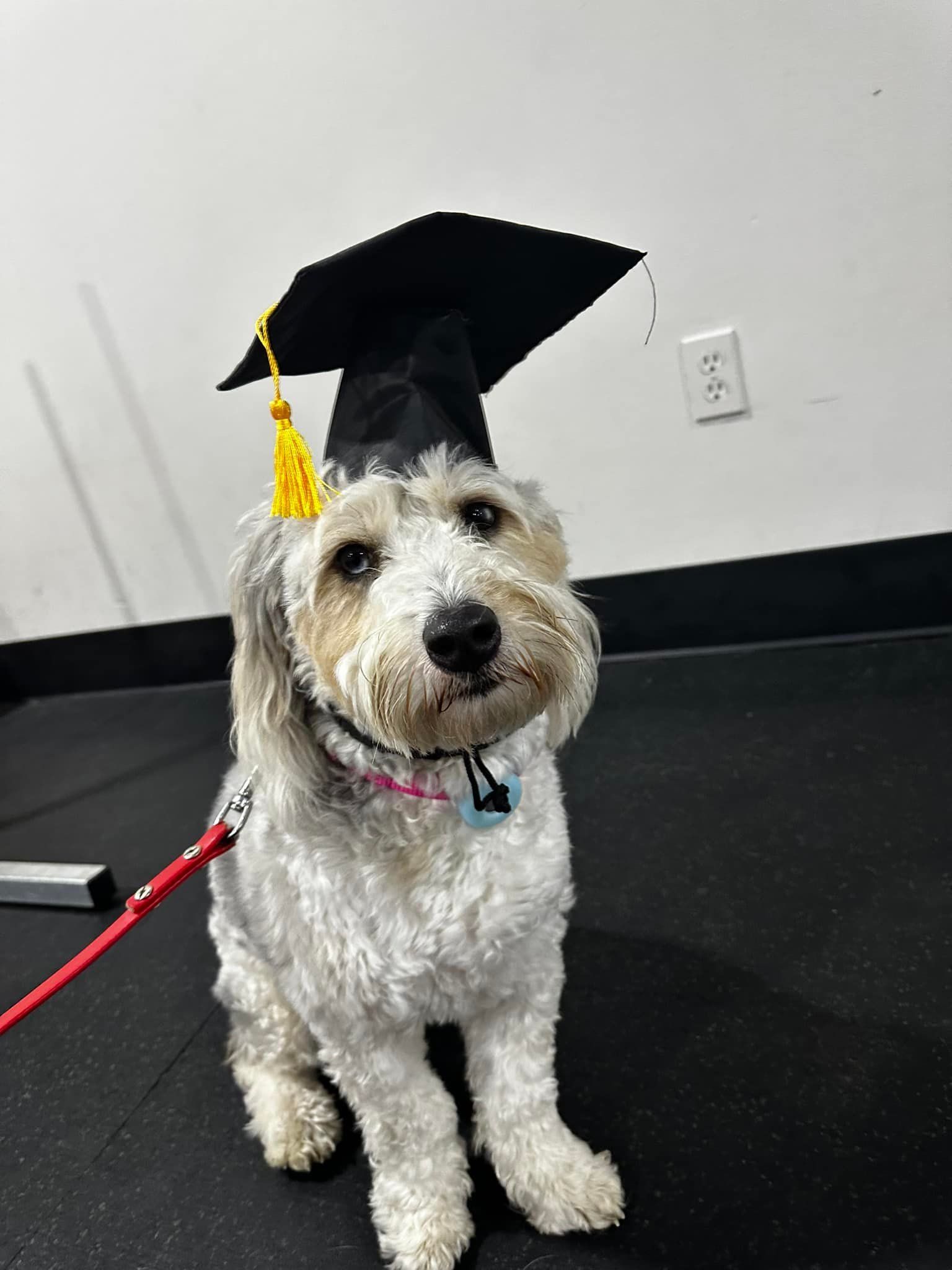 Dog wearing a graduation cap, sitting on a dark floor in front of a white wall.