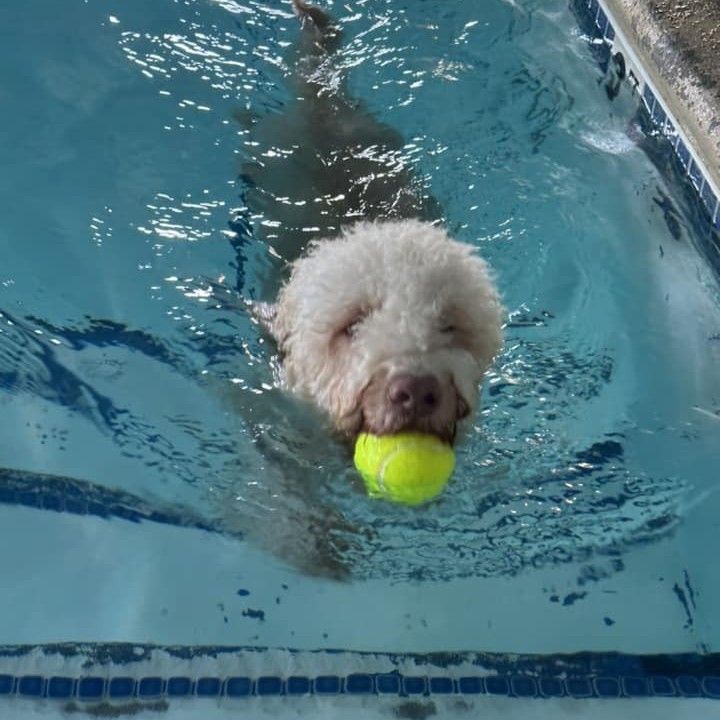 White fluffy dog swimming in a pool, holding a yellow tennis ball.