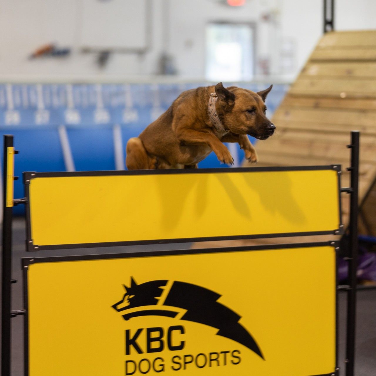 Dog jumping over a yellow barrier during dog sports competition.