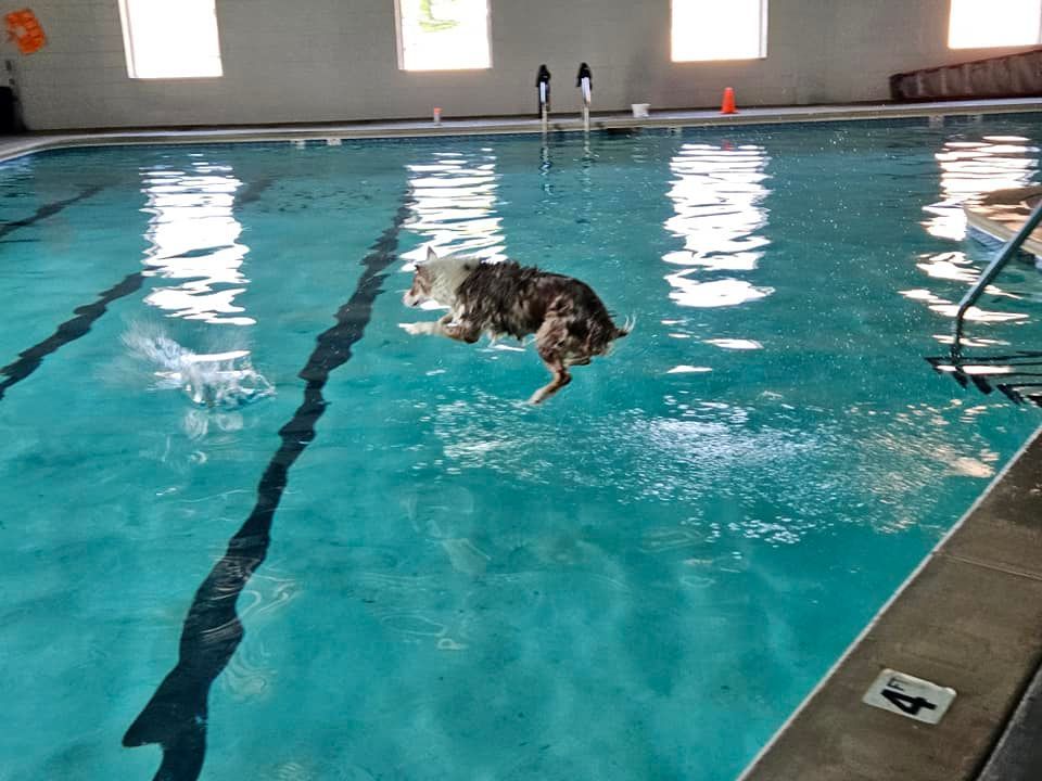 Dog jumping into a pool; indoor setting with windows; dog is wet.