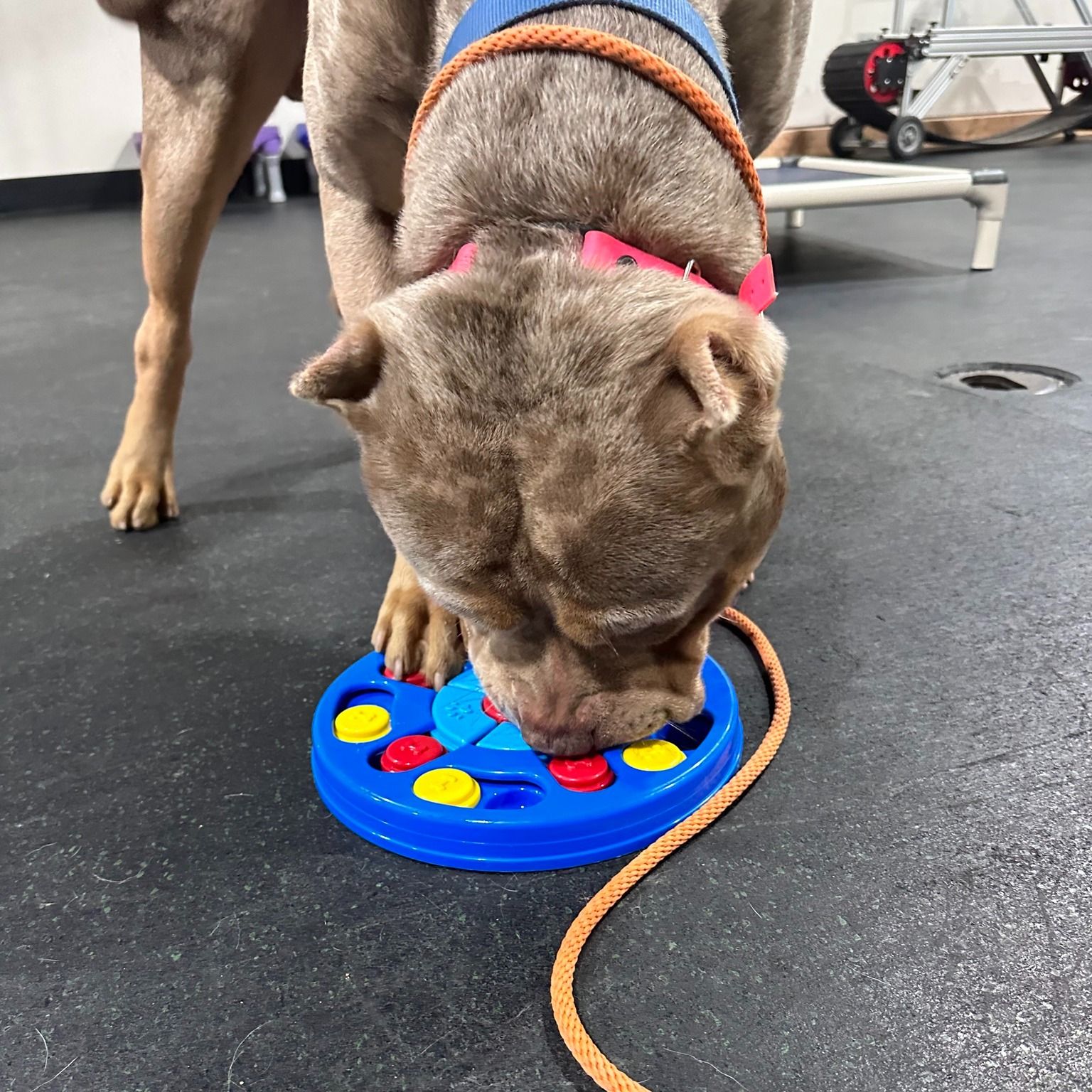 Dog playing with a blue puzzle toy on a dark floor; toy has colorful, moving pieces.