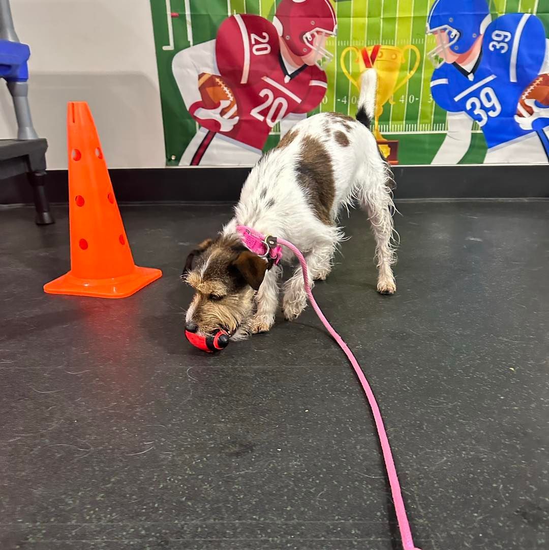 Dog sniffing a red ball on a black floor, wearing a pink collar and leash, near an orange cone and football-themed backdrop.
