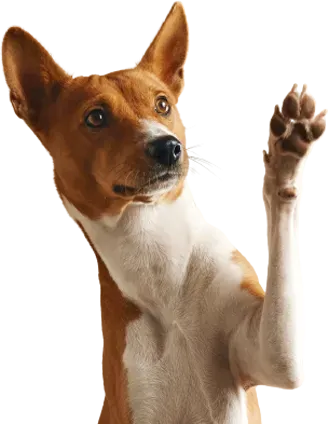 Basenji dog with brown and white coat, raising its paw.