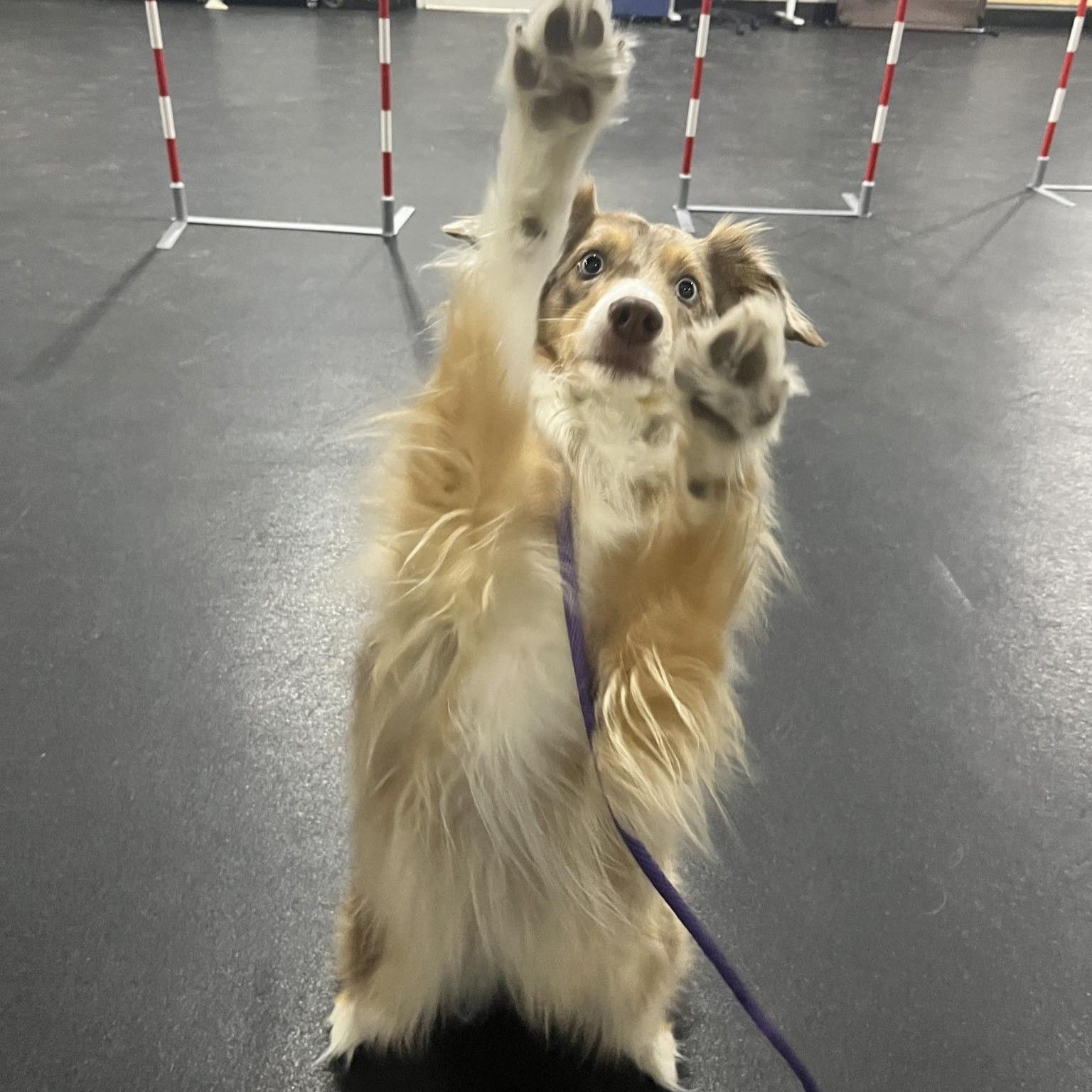 Australian Shepherd standing on hind legs, waving, with agility poles in the background.