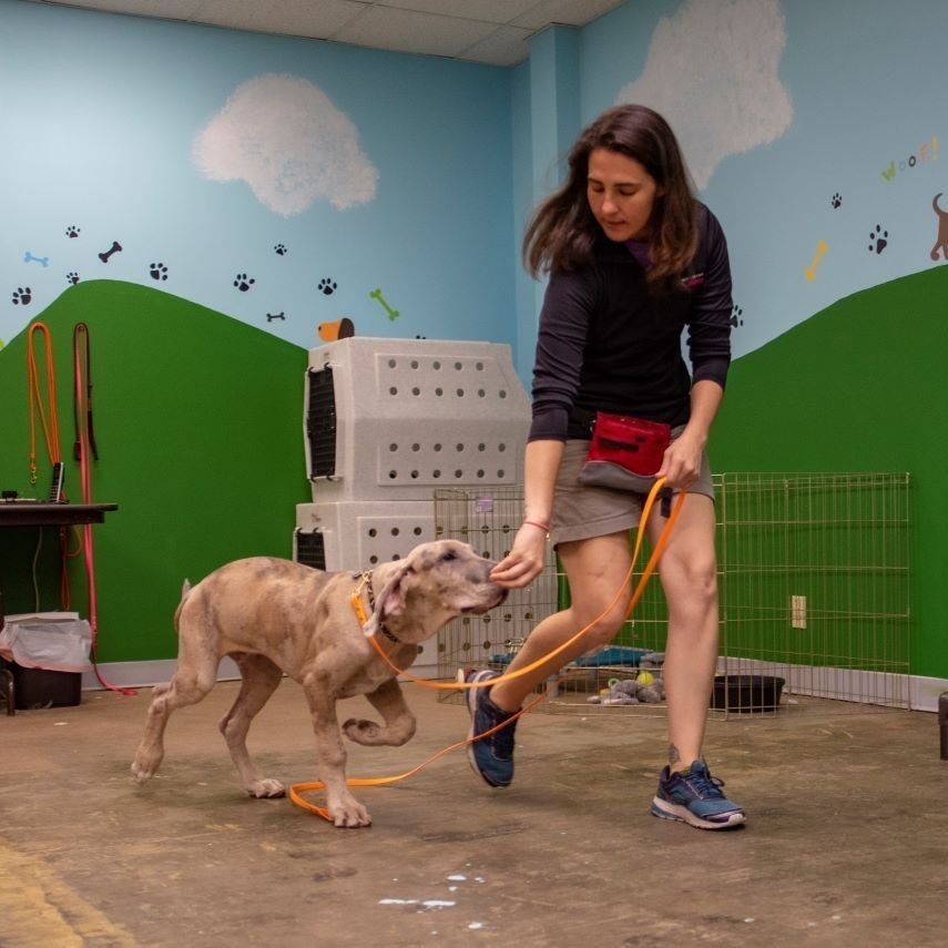 Woman training a spotted dog with a leash indoors, holding a treat.