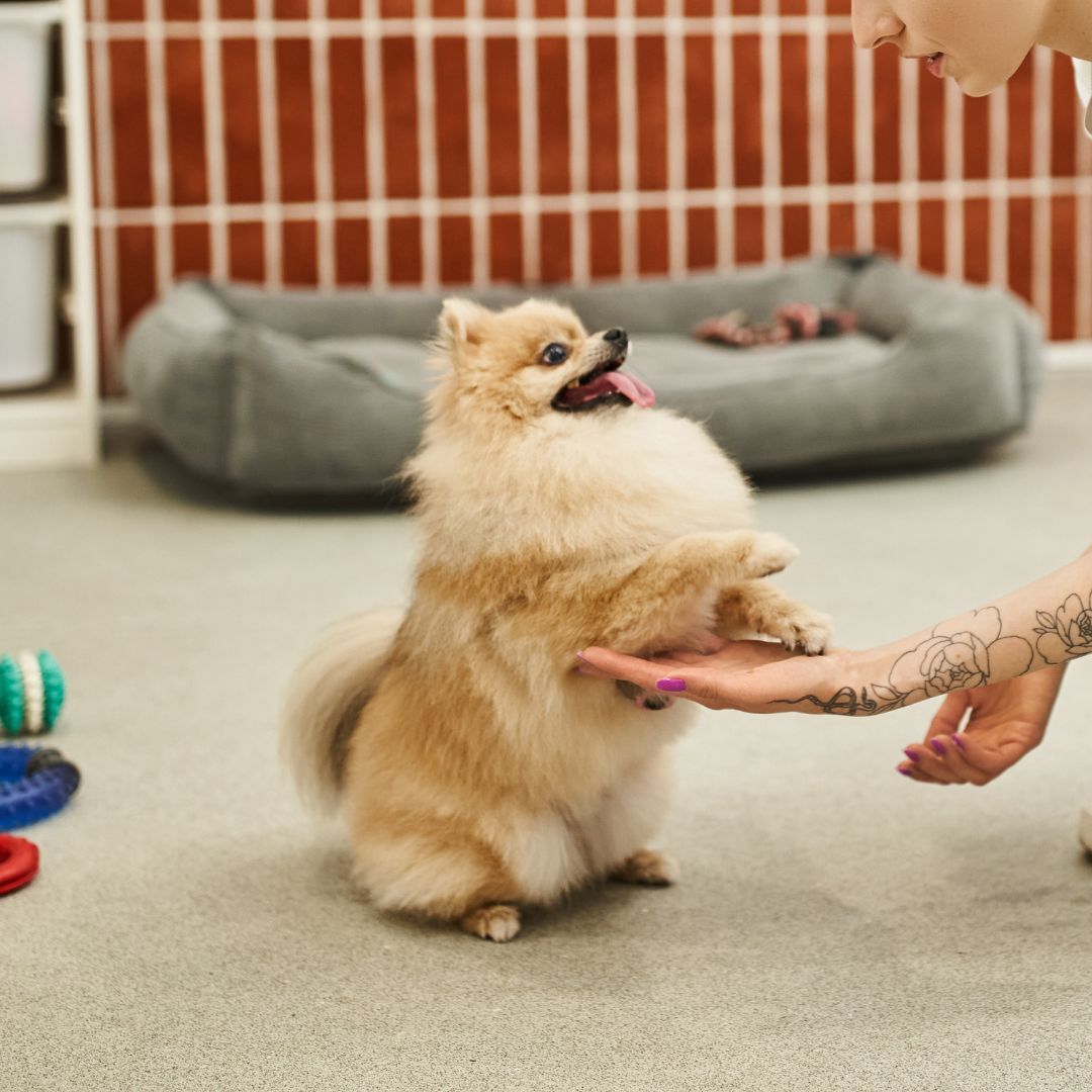 A fluffy Pomeranian stands on its hind legs, paws on a person's outstretched hand, tongue out.