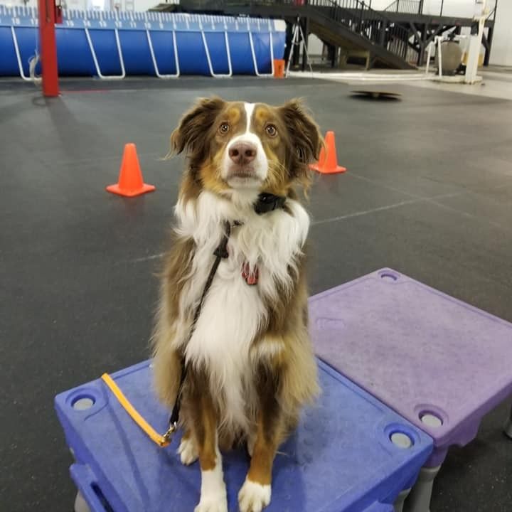 Australian Shepherd sits on blue platform in a training area. Brown, white, and red fur, looking up with leash.