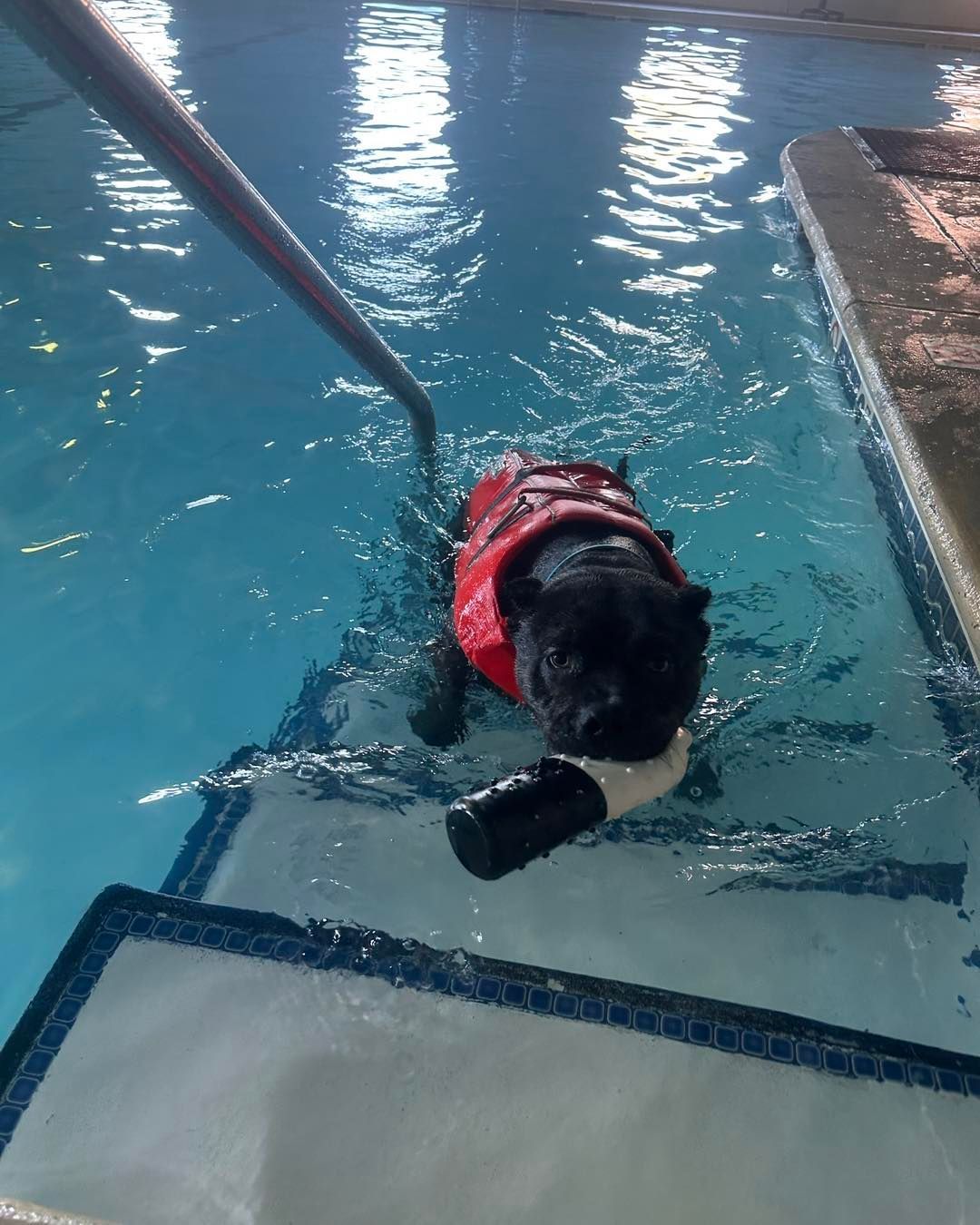 Black dog in a red life vest in a pool, holding onto the steps' railing.