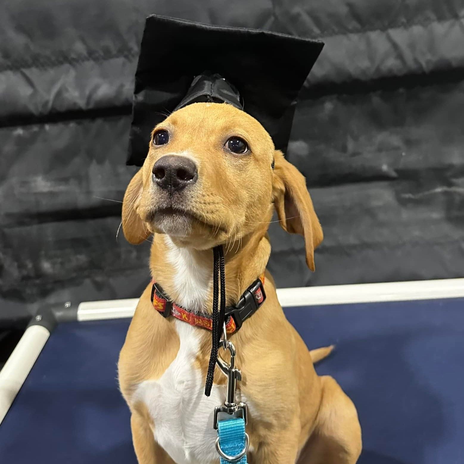 Tan puppy wearing a black graduation cap, sitting on a blue surface.