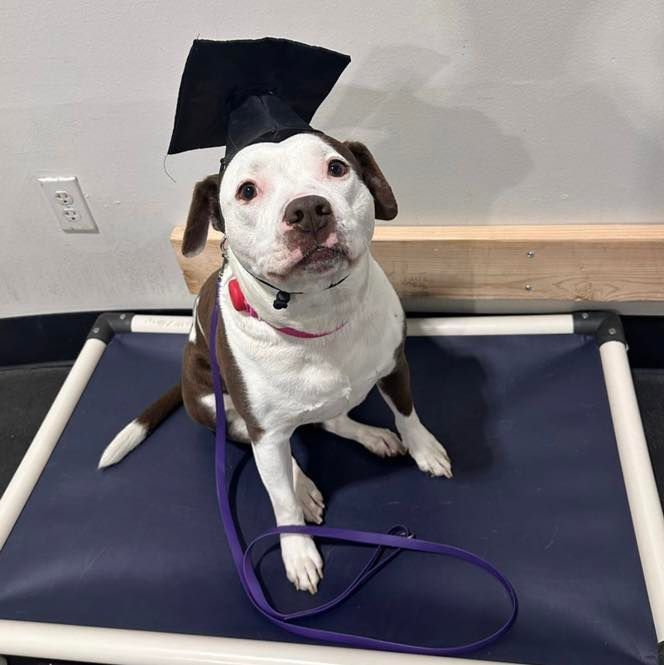 Brown and white dog wearing a graduation cap, sitting on a blue mat, looking at the camera.