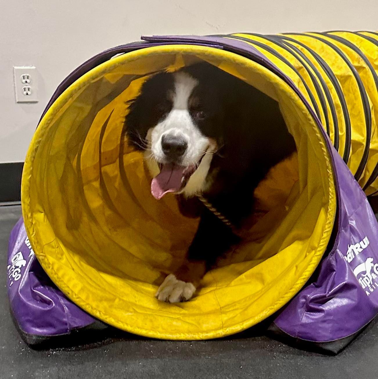 Bernese Mountain Dog inside a yellow and purple agility tunnel, tongue out.
