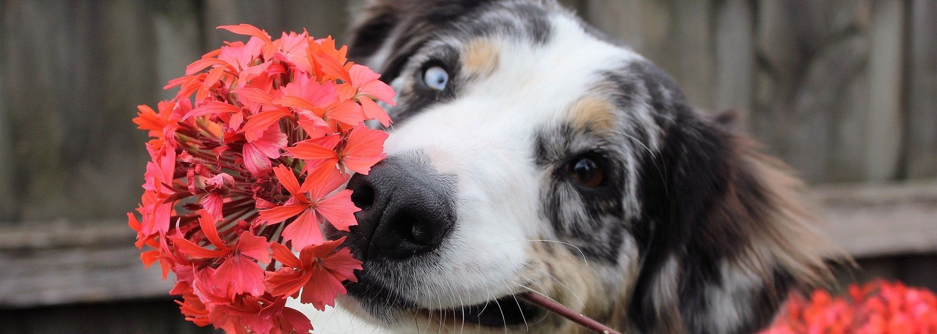 Dog with heterochromia holding a bouquet of red flowers in its mouth.