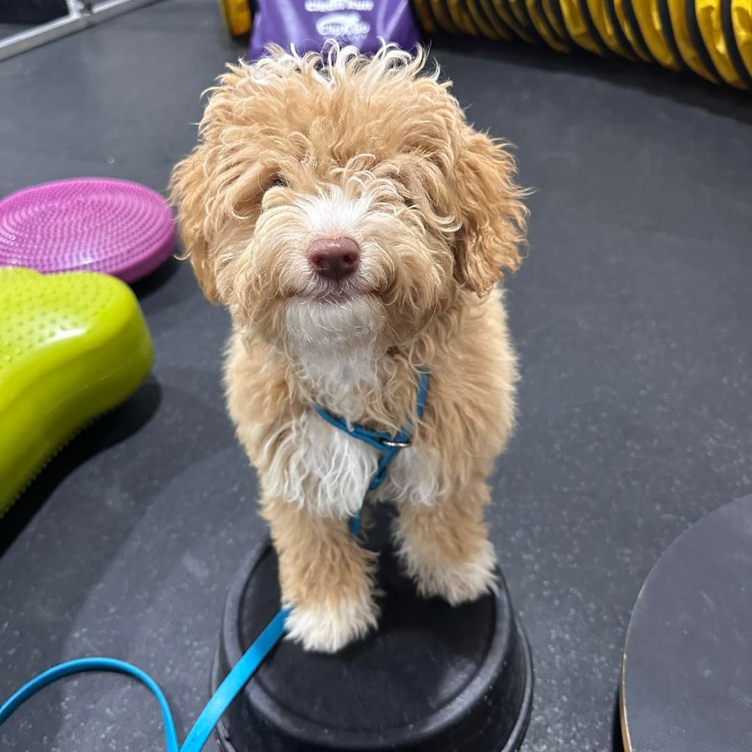 A tan-colored puppy with white markings standing on a black platform, wearing a blue harness, smiling.