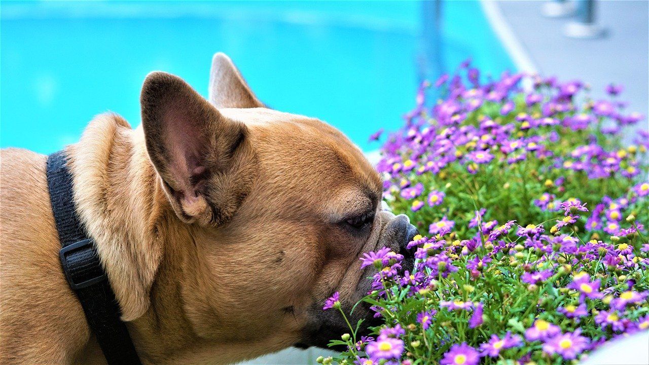 French bulldog sniffs purple flowers next to a pool.