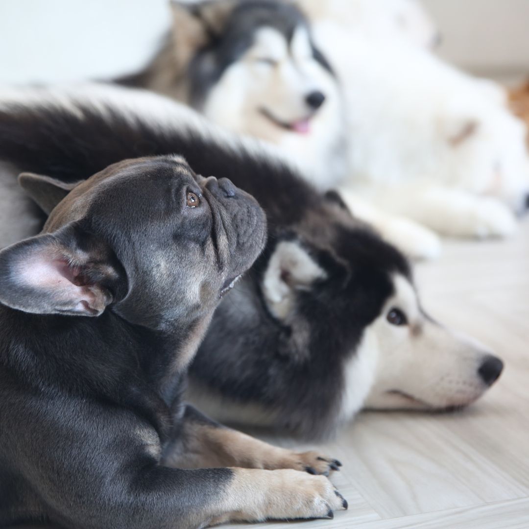 French bulldog puppy looking up, resting with a husky and a malamute on a white floor.