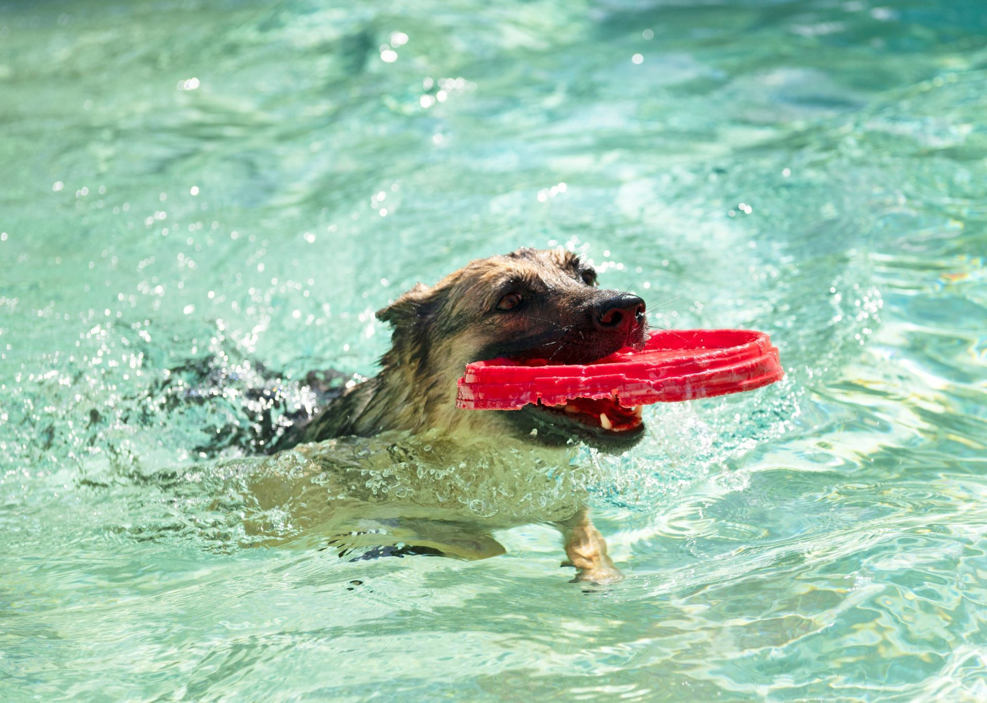A German Shepherd dog swims through clear water while holding a red plastic flying disc in its mouth.